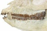 Fossil Running Rhino (Hyracodon) Skull - South Dakota #280259-7